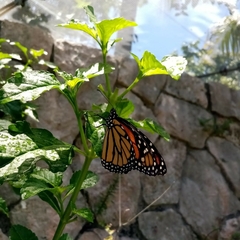 Danaus plexippus plexippus