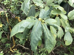 Ficus erecta beecheyana