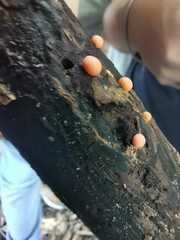 Lycogala epidendrum terrestre