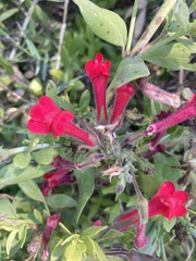 Gambelia