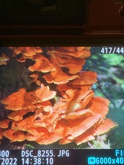 Laetiporus conifericola