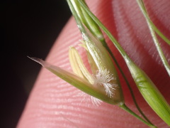 Piptochaetium pringlei