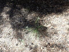 Piptochaetium pringlei