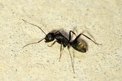 Camponotus
