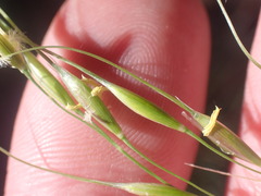 Piptochaetium pringlei