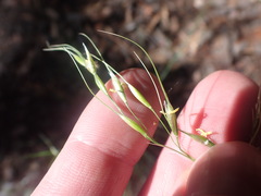 Piptochaetium pringlei