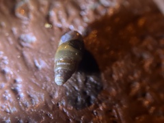 Cochlicopa lubrica