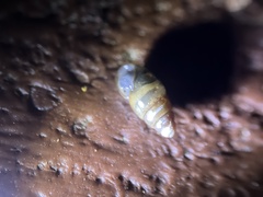 Cochlicopa lubrica