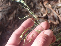 Piptochaetium pringlei