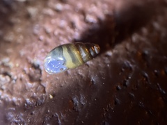 Cochlicopa lubrica
