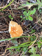 Lactarius porniniae