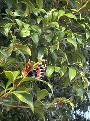 Delias harpalyce