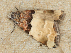 Cobubatha dividua