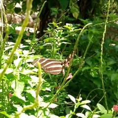 Heliconius charithonia vazquezae