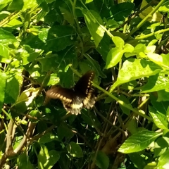 Battus polydamas polydamas