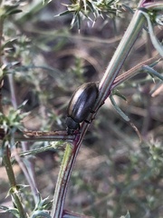 Tenebrionoidea
