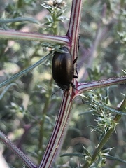 Tenebrionoidea