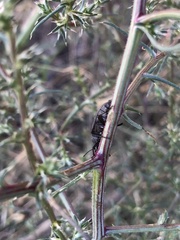 Tenebrionoidea