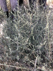 Tenebrionoidea