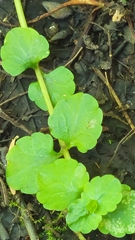 Chrysosplenium americanum