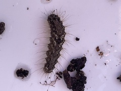 Noctuoidea
