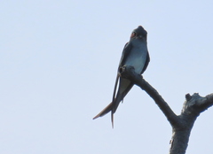 Hemiprocne longipennis