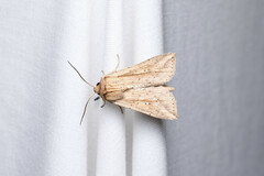 Mythimna decisissima