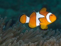 Amphiprion ocellaris