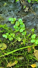 Chrysosplenium americanum