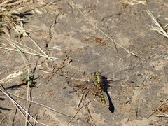 Ophiogomphus occidentis