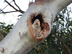 Cacatua sanguinea