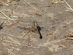 Ophiogomphus occidentis
