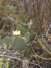 Opuntia littoralis