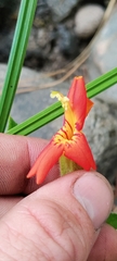 Erythranthe cardinalis