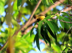 Anthreptes malacensis
