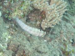 Crossosalarias macrospilus