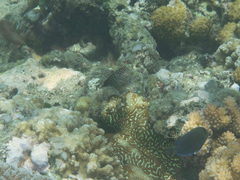 Cirripectes polyzona