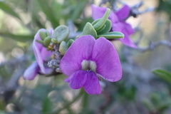 Glycine clandestina