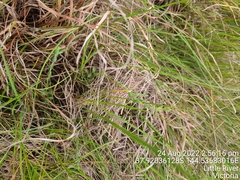 Pimelea spinescens spinescens