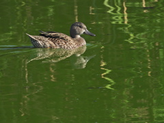 Anas crecca carolinensis