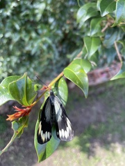 Delias harpalyce