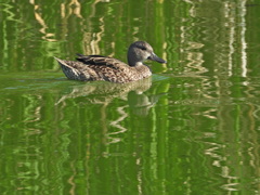 Anas crecca carolinensis