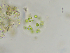 Radiococcaceae
