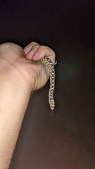 Pituophis catenifer deserticola