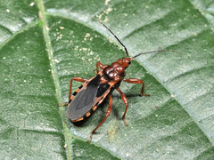 Ectrychotes comottoi