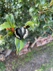 Delias harpalyce