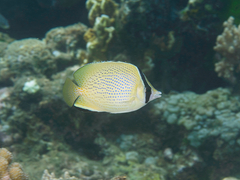 Chaetodon citrinellus