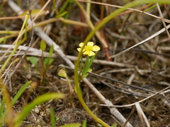 Ranunculus flammula
