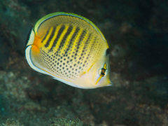 Chaetodon punctatofasciatus