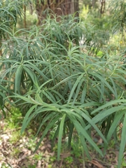 Cassinia longifolia